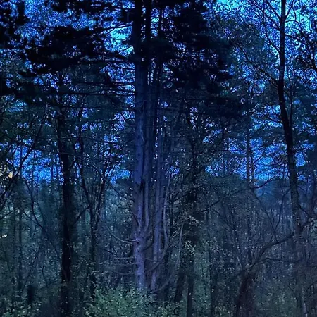 Des Pins D'autriche *