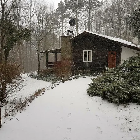 Des Pins D'autriche *