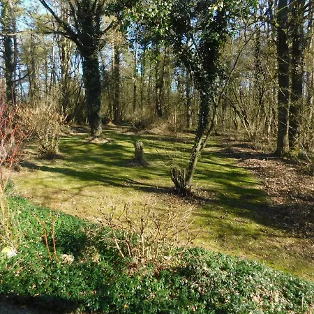 Des Pins D'autriche