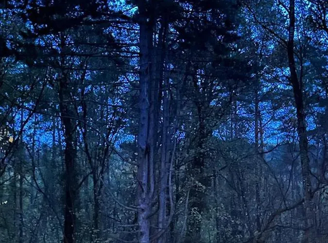 Des Pins D'autriche *