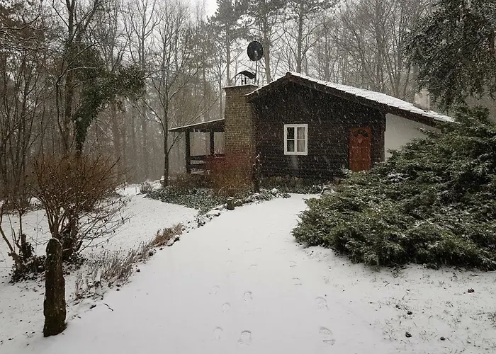 Des Pins D'autriche *